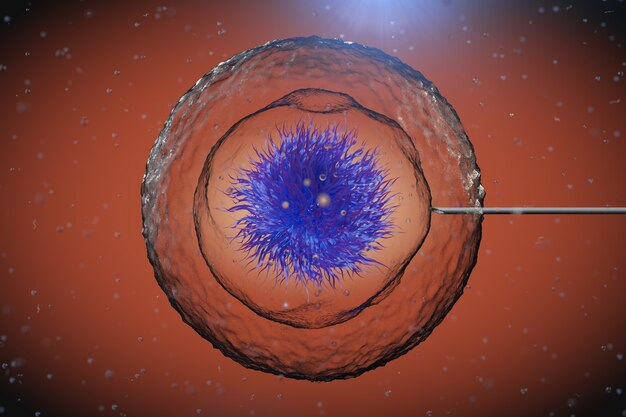 Blastocyst Transfer